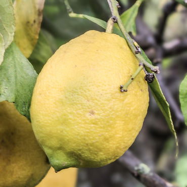Algarve Lemons 1 kg