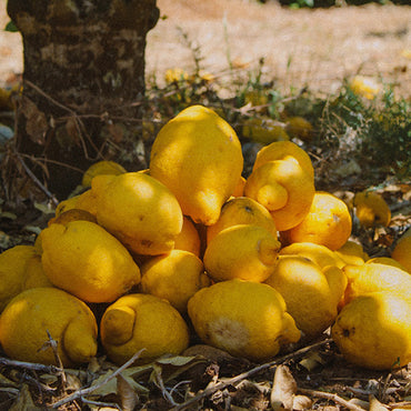Algarve Lemons 1 kg - temporarily out of stock