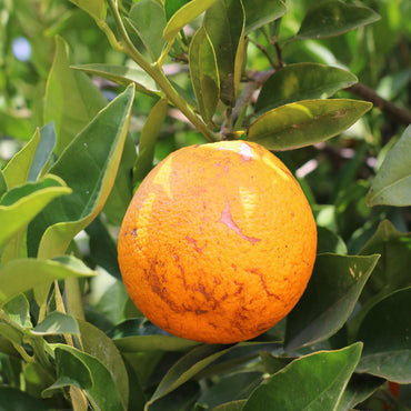 Fresh Summer Juicing Oranges 10 kg