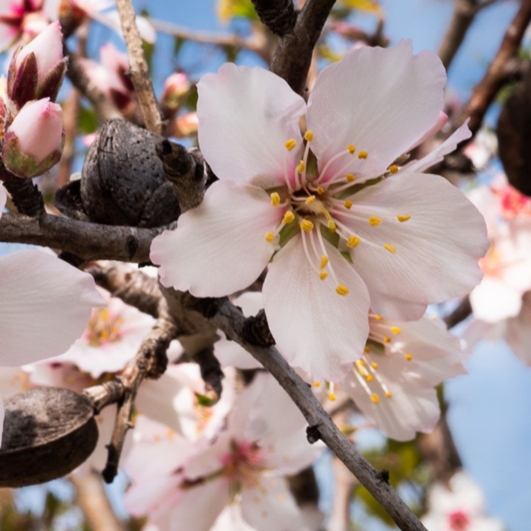 Close-up of pale pink blossoms on a tree branch with brown twigs and a few blue sky background areas visible.