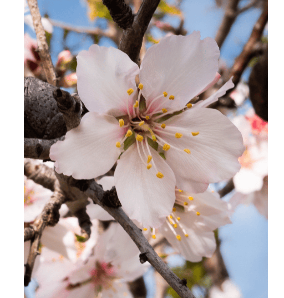 Close-up of a pink almond blossom flower with a blurred background