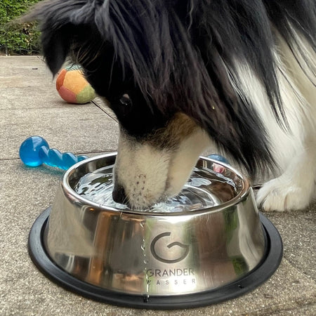 Dog drinking water from a Grander Pet Products bowl outdoors.