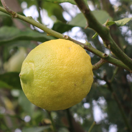 Algarve Lemons 3 kg for Schools