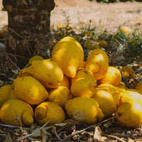 Algarve Lemons 1 kg - temporarily out of stock