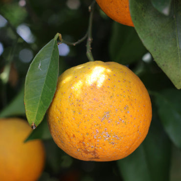 Fresh Summer Juicing Oranges 10 kg
