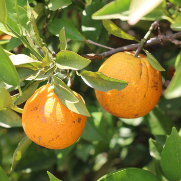 Fresh Summer Juicing Oranges 1 kg