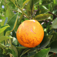 Fresh Summer Juicing Oranges 10 kg