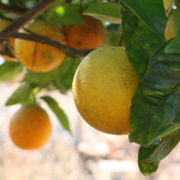 Oranges hanging from a tree with green leaves