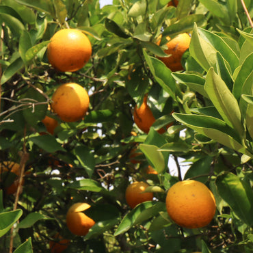 Oranges hanging from a tree with green leaves