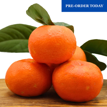 Pre-Order Oranges and Tangerines from the Algarve - Mixed Box 1 kg